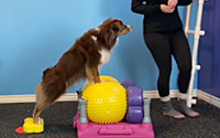 From the Ground Up: Foundation Essentials for the Canine Athlete Self-Study